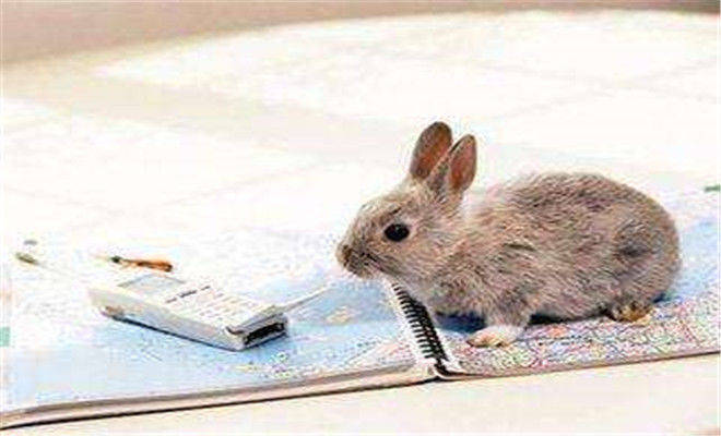 风水堂：命理解析兔的周密